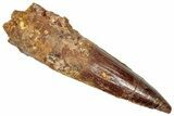 Fossil Spinosaurus Tooth - Real Dinosaur Tooth #357826-1